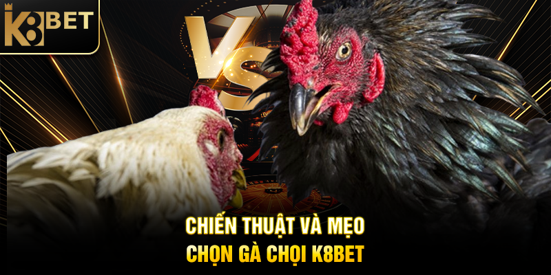 Chiến Thuật và Mẹo Chọn Gà Chọi K8BET